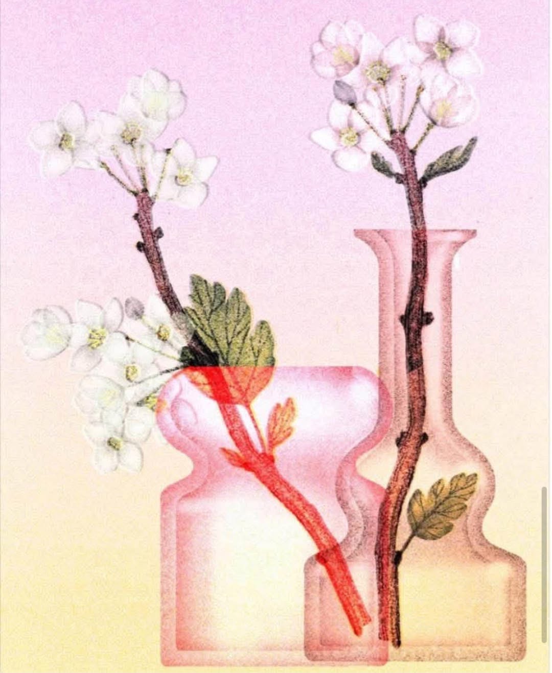 Sarah Mafféïs 插畫：插著白色花枝的粉色玻璃花瓶