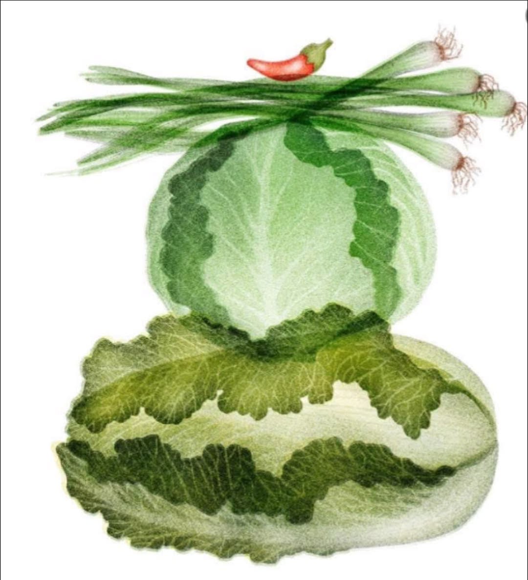 Sarah Mafféïs 插畫：高麗菜、白菜、青蔥與辣椒