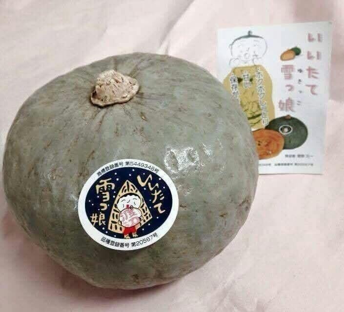 福島Tregion「飯舘雪娘南瓜」萬聖節祭 10月23日起南瓜麵疙瘩、咖哩與布丁