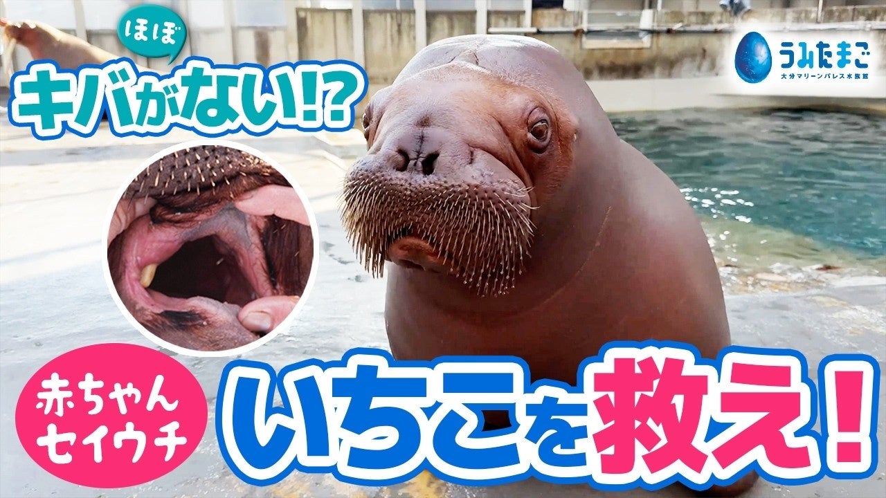 大分海洋宮水族館「海蛋」萬聖節祭10月24、25日　刷牙兔舞蹈秀，小朋友餵海豹