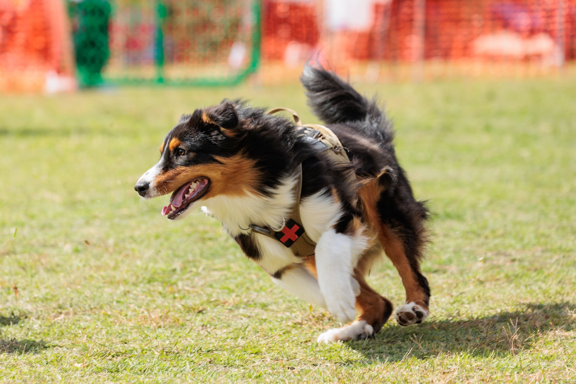 橫濱臨港公園狗狗祭「YOKOHAMA GOGO DOG FES」10月31日、11月1日　萬聖節變裝與50公尺狗狗賽跑