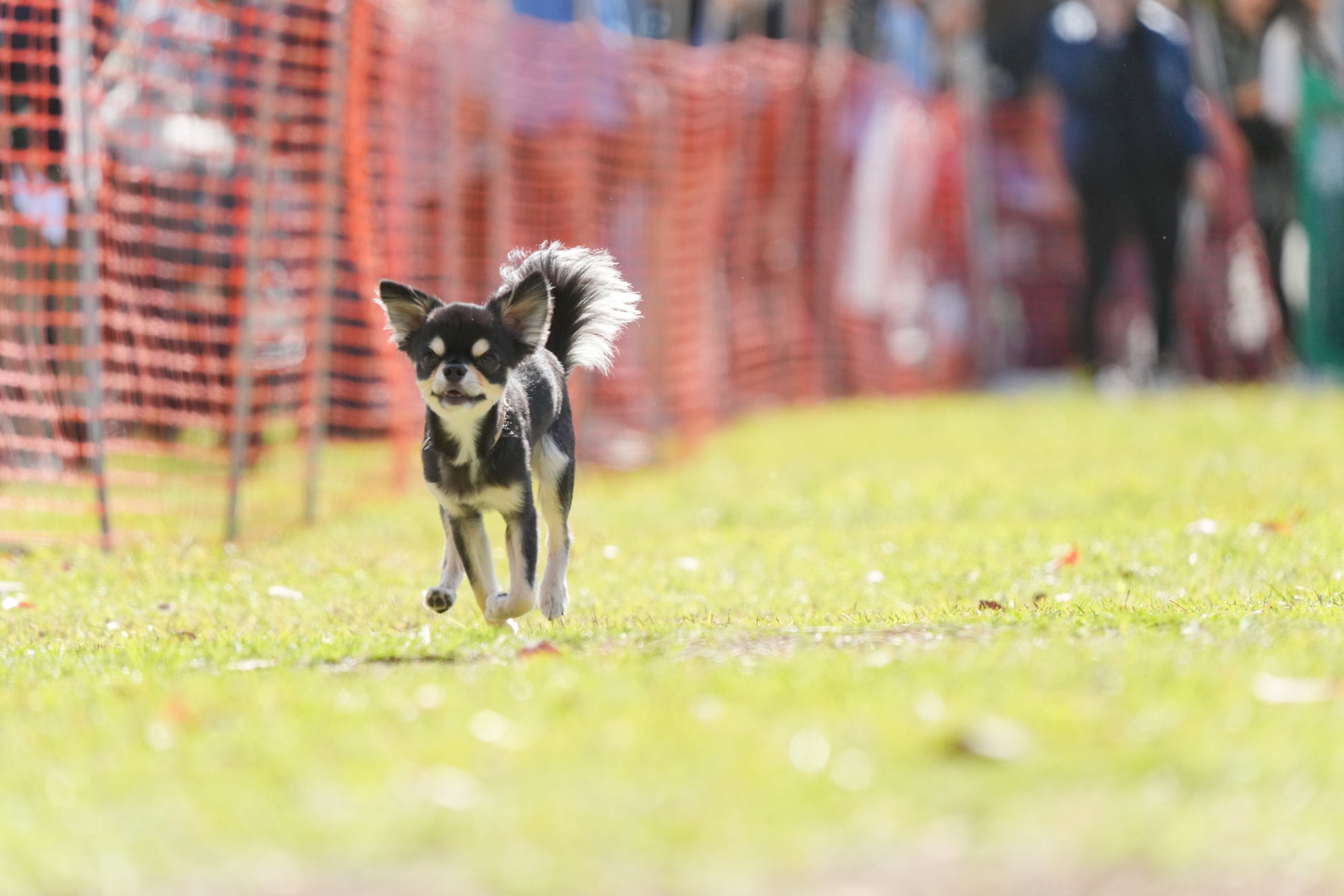 橫濱臨港公園狗狗祭「YOKOHAMA GOGO DOG FES」10月31日、11月1日　萬聖節變裝與50公尺狗狗賽跑