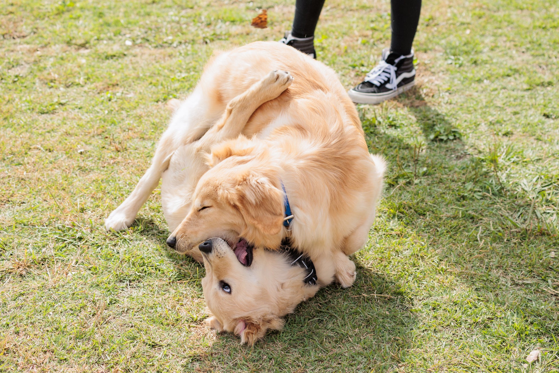 橫濱臨港公園狗狗祭「YOKOHAMA GOGO DOG FES」10月31日、11月1日　萬聖節變裝與50公尺狗狗賽跑