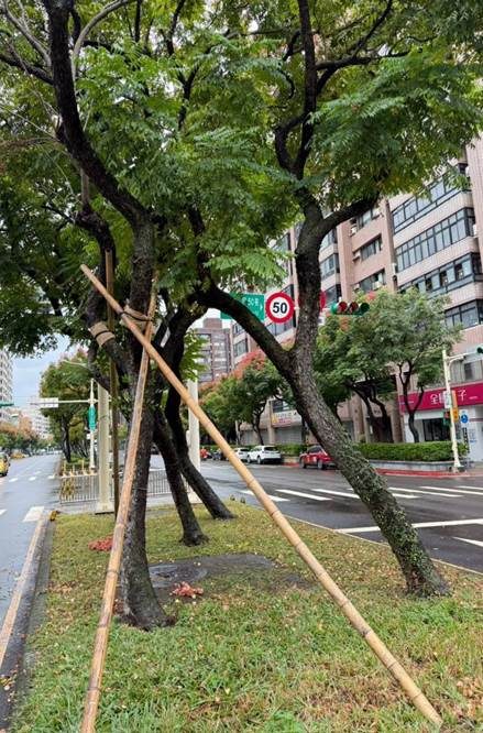 因應蔷琵颱風 公園處加固大業路、忠誠路、士東路共5株樹木