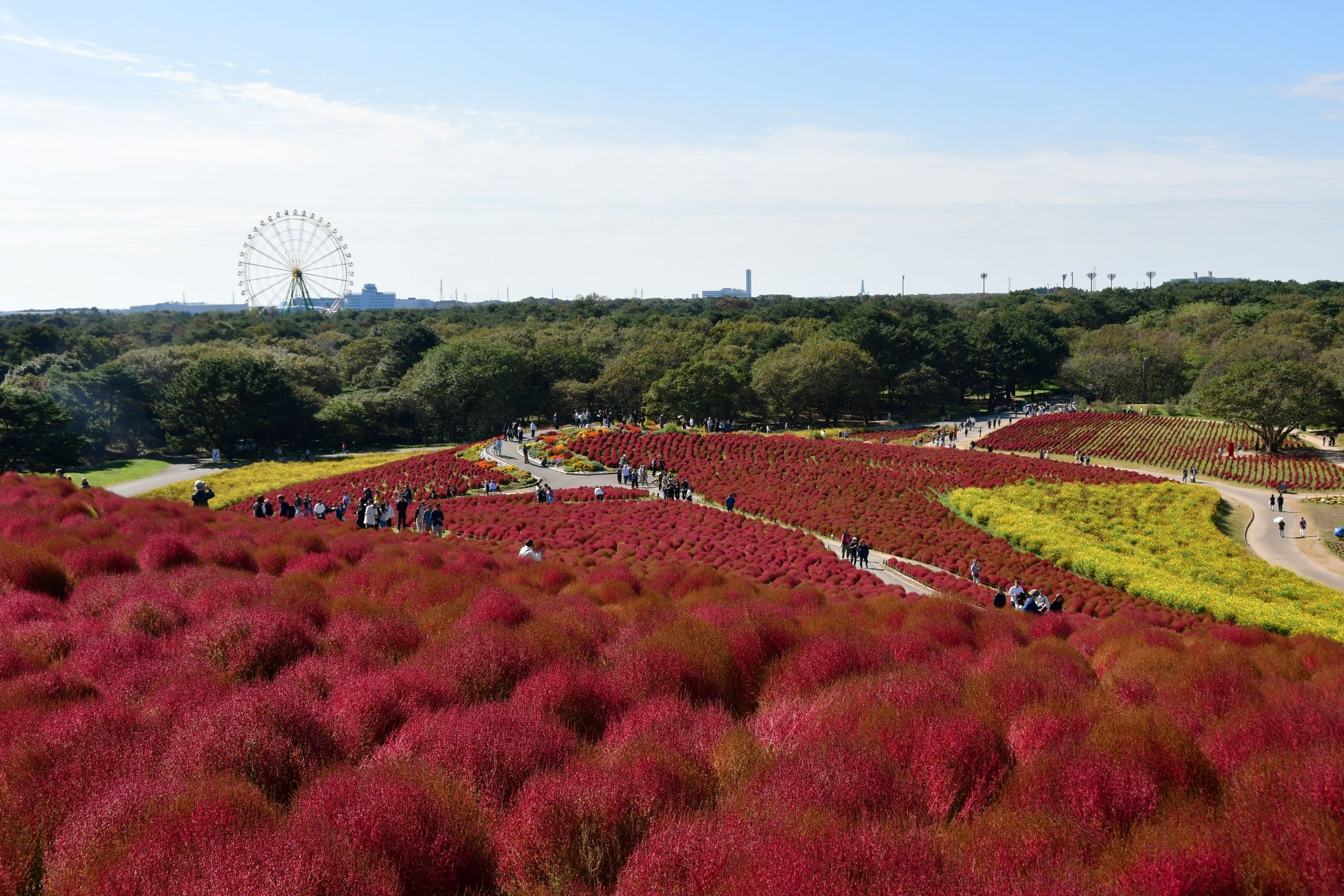 茨城日立海濱公園掃帚草轉為紅褐漸層　賞景到10月30日左右、11月4日拔除