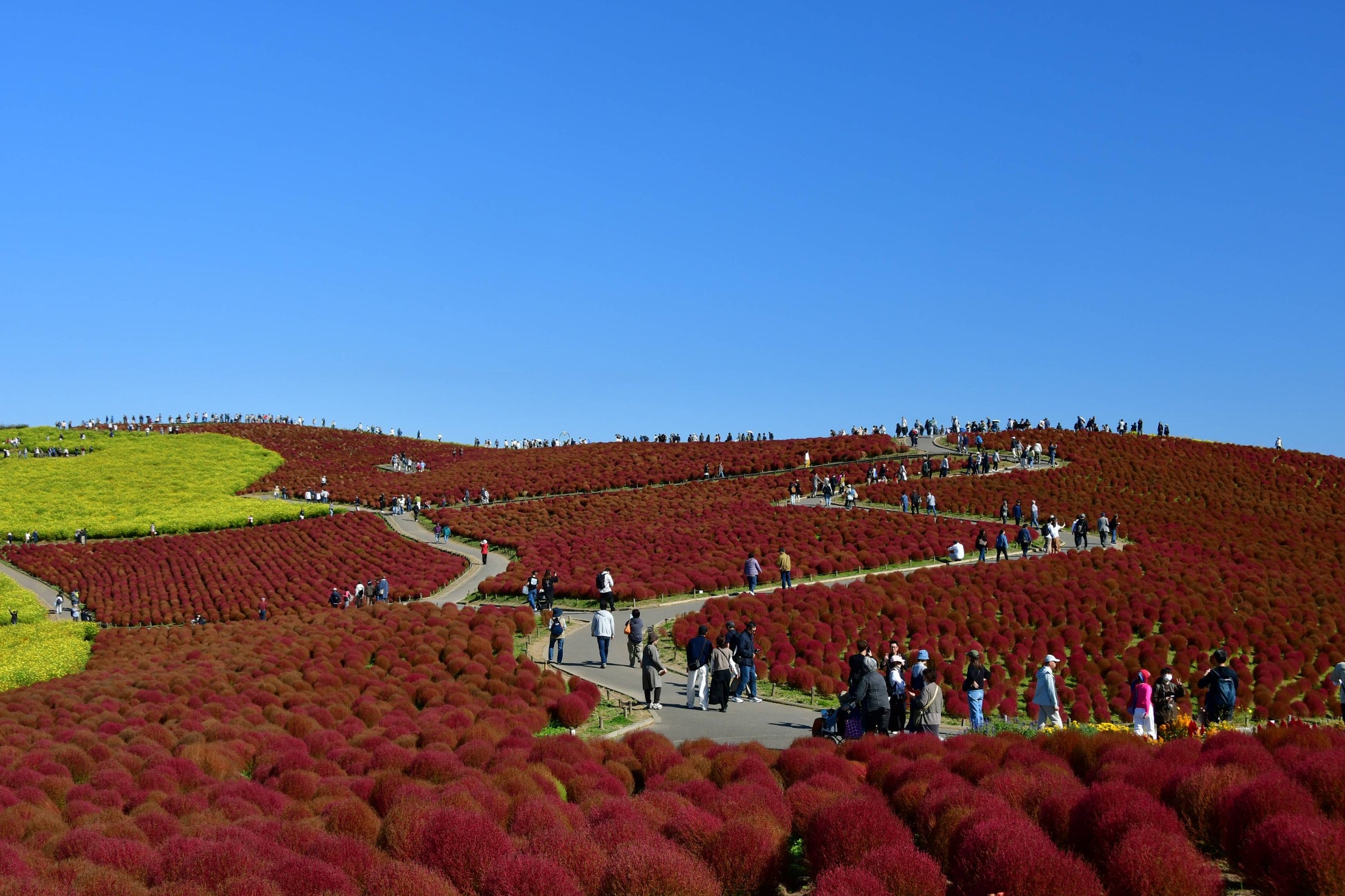 茨城日立海濱公園掃帚草轉為紅褐漸層　賞景到10月30日左右、11月4日拔除