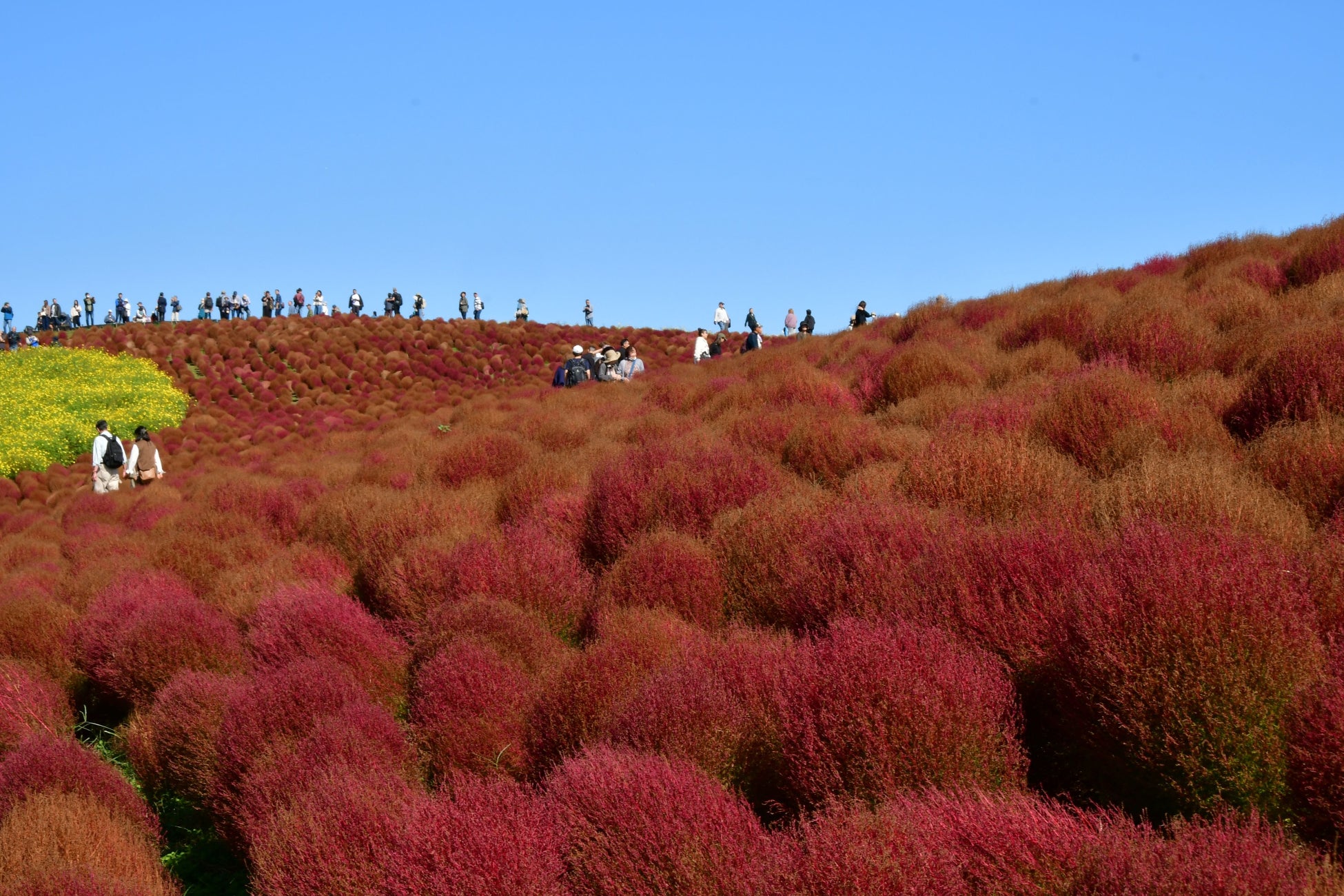 茨城日立海濱公園掃帚草轉為紅褐漸層　賞景到10月30日左右、11月4日拔除