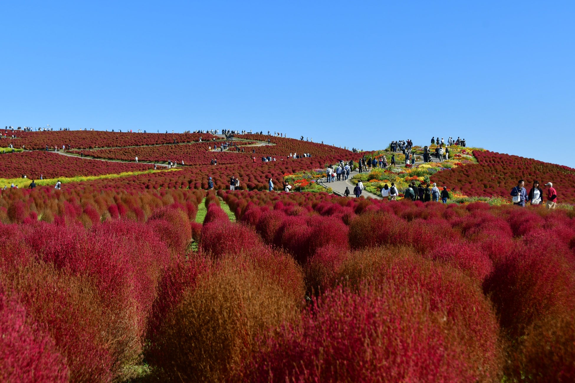 茨城日立海濱公園掃帚草轉為紅褐漸層　賞景到10月30日左右、11月4日拔除