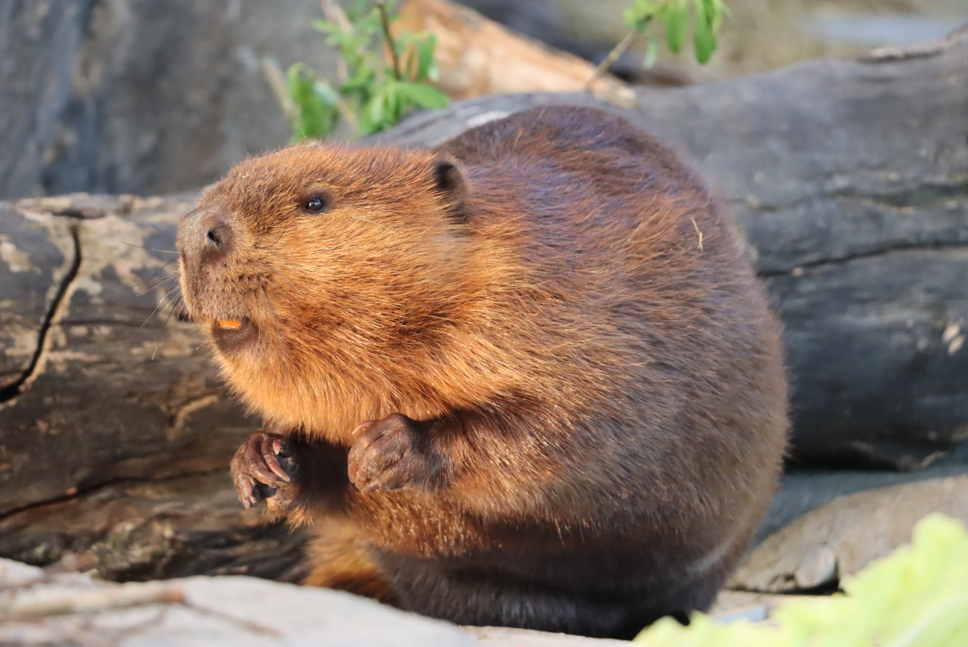神戶水族館átoa 5週年紀念票第3彈11月1日開賣　美洲河狸書籤票限量500張