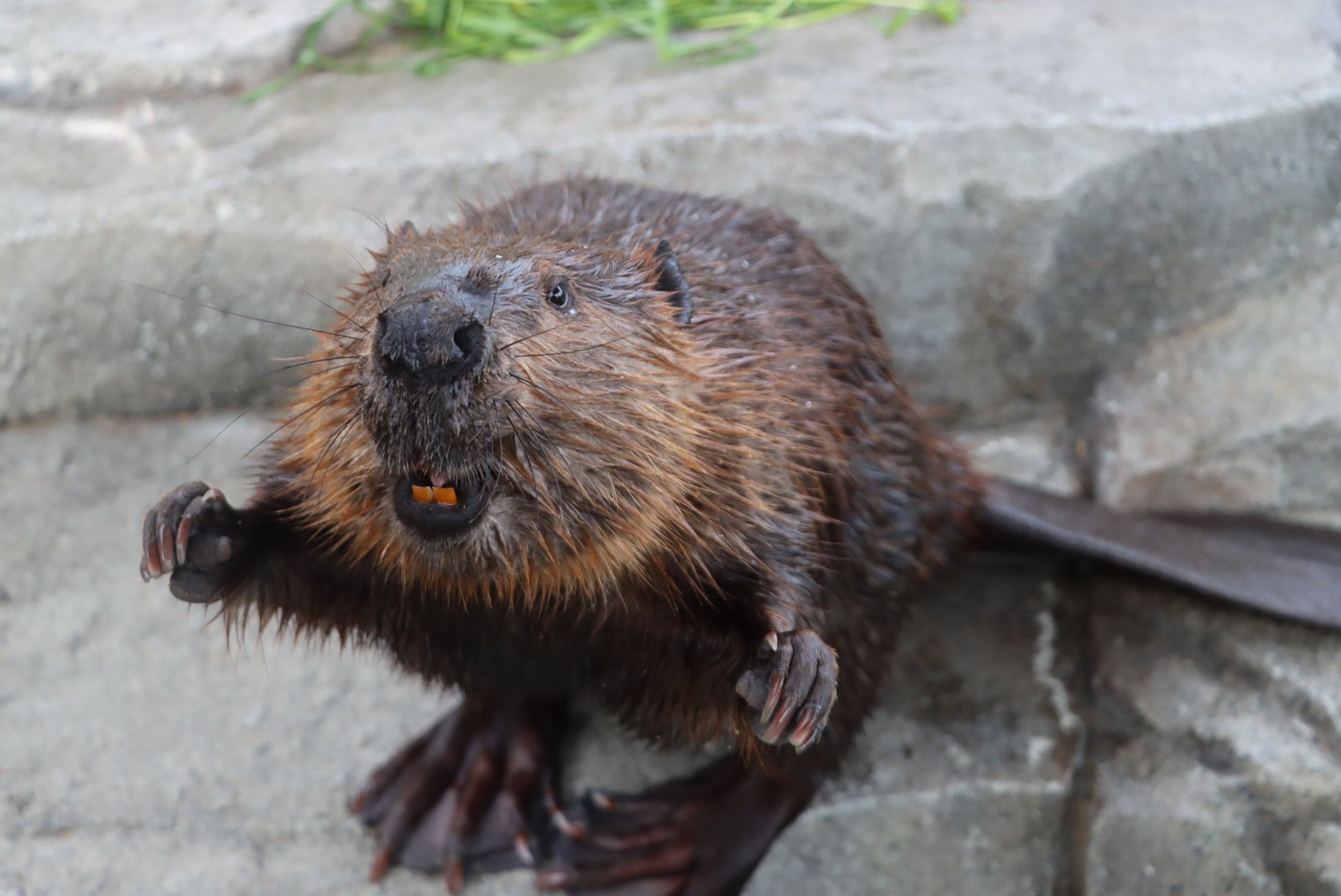 神戶水族館átoa 5週年紀念票第3彈11月1日開賣　美洲河狸書籤票限量500張