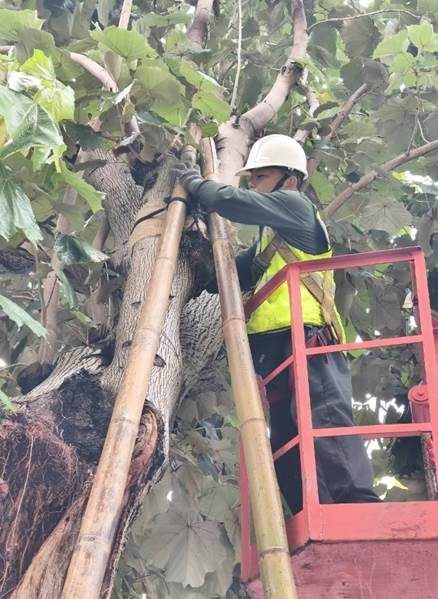 薔琵肆虐毀路樹 北市府動員冒雨搶災 迅速排除狀況