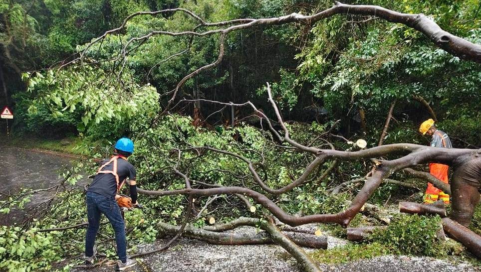 薔琵肆虐毀路樹 北市府動員冒雨搶災 迅速排除狀況