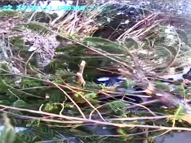 苑裡騎士遭倒塌路樹擊中跌落水溝 警消合力救出送醫