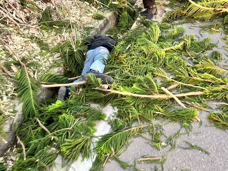 苑裡騎士遭倒塌路樹擊中跌落水溝 警消合力救出送醫