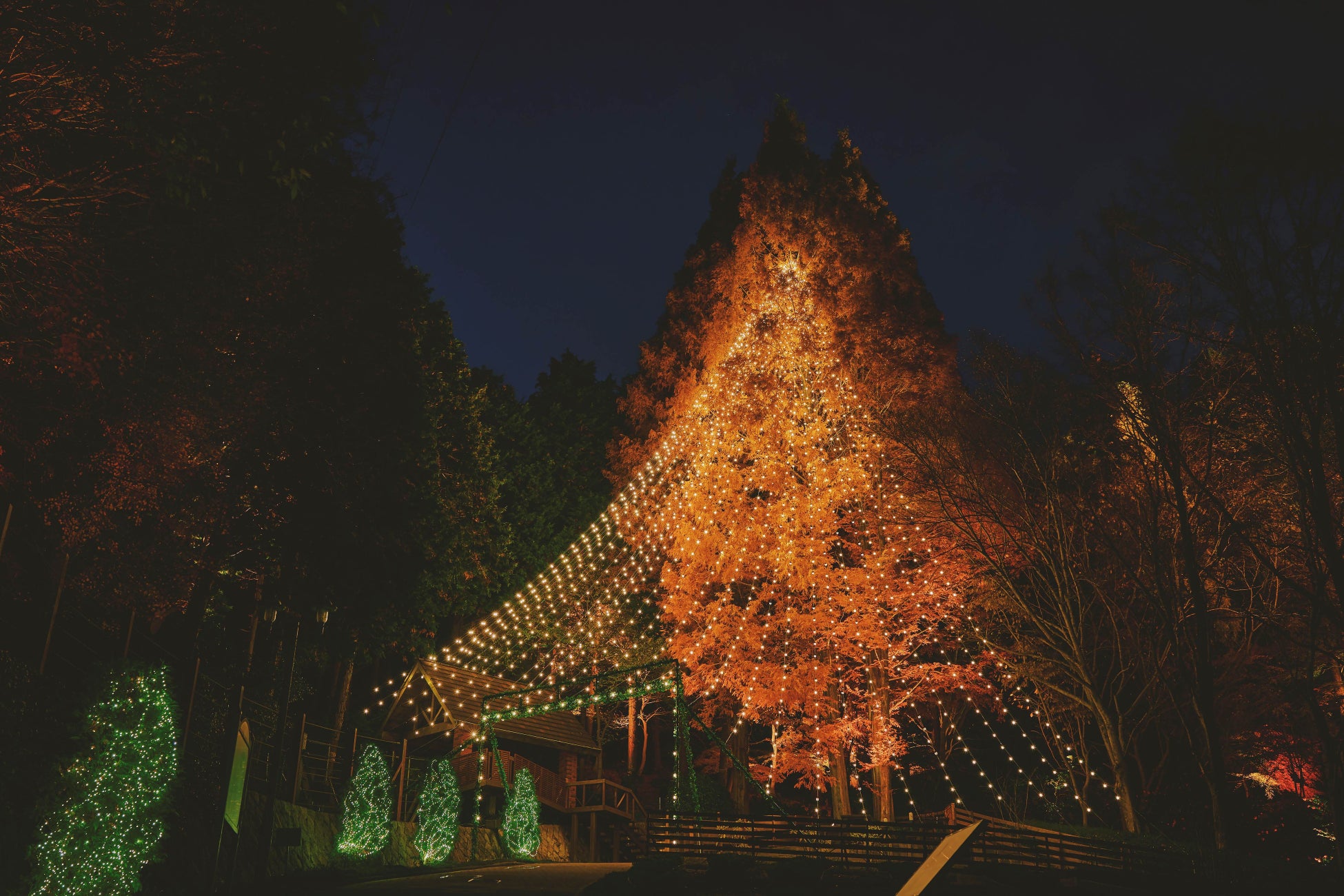 神戶耶誕市集25公尺「森林耶誕樹」11月7日點燈 布引香草園週末加開夜間營業