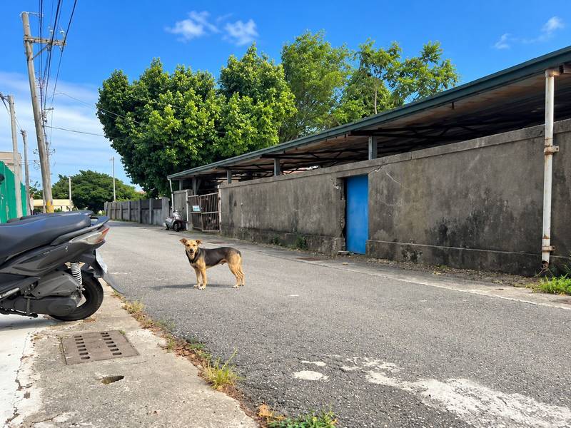 毛小孩自己找警察？成功警網路巡邏神助攻　走失愛犬平安返家