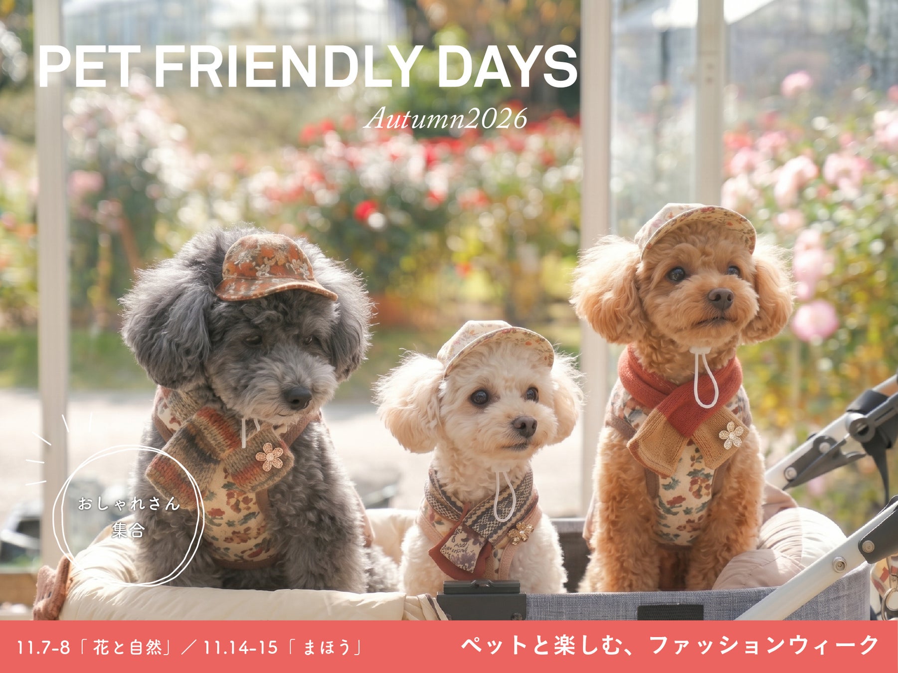 茨城花卉公園「寵物友善日」11月7、8、14、15日 首辦夜間場、約55攤狗狗市集