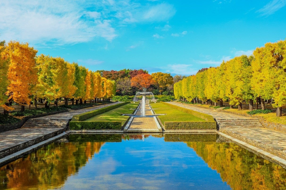 東京昭和記念公園黃葉紅葉祭10/29登場 銀杏並木夜間點燈獲選「日本夜景遺產」