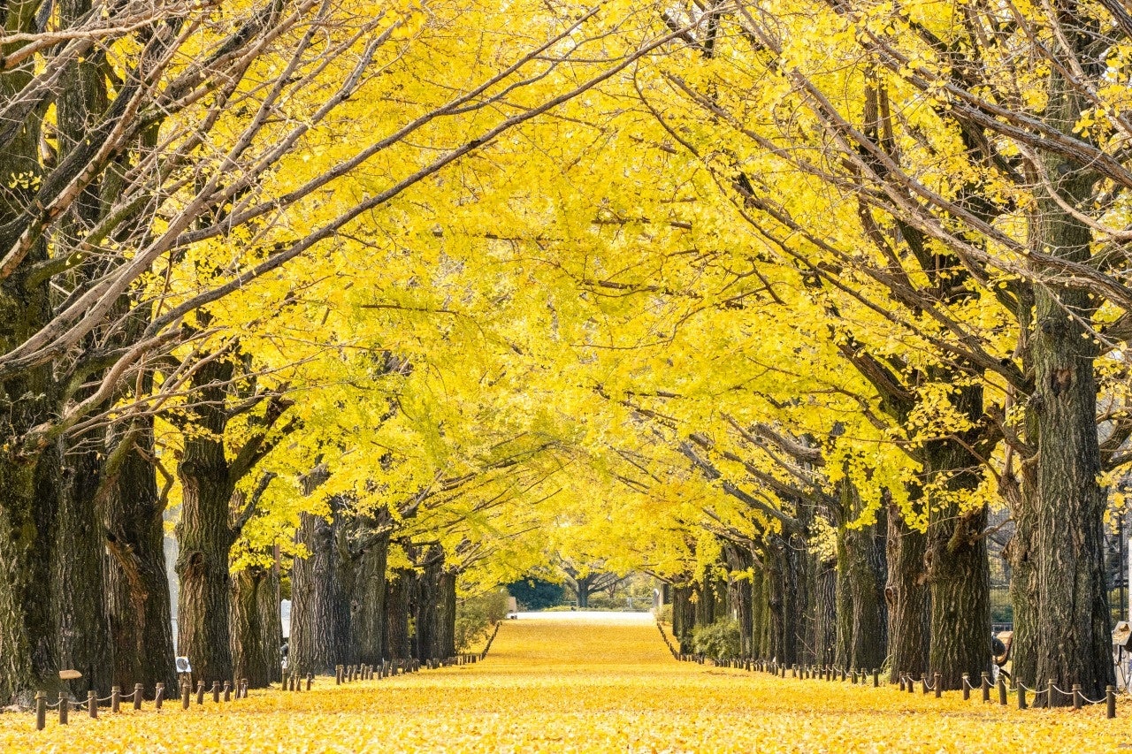 東京昭和記念公園黃葉紅葉祭10/29登場 銀杏並木夜間點燈獲選「日本夜景遺產」
