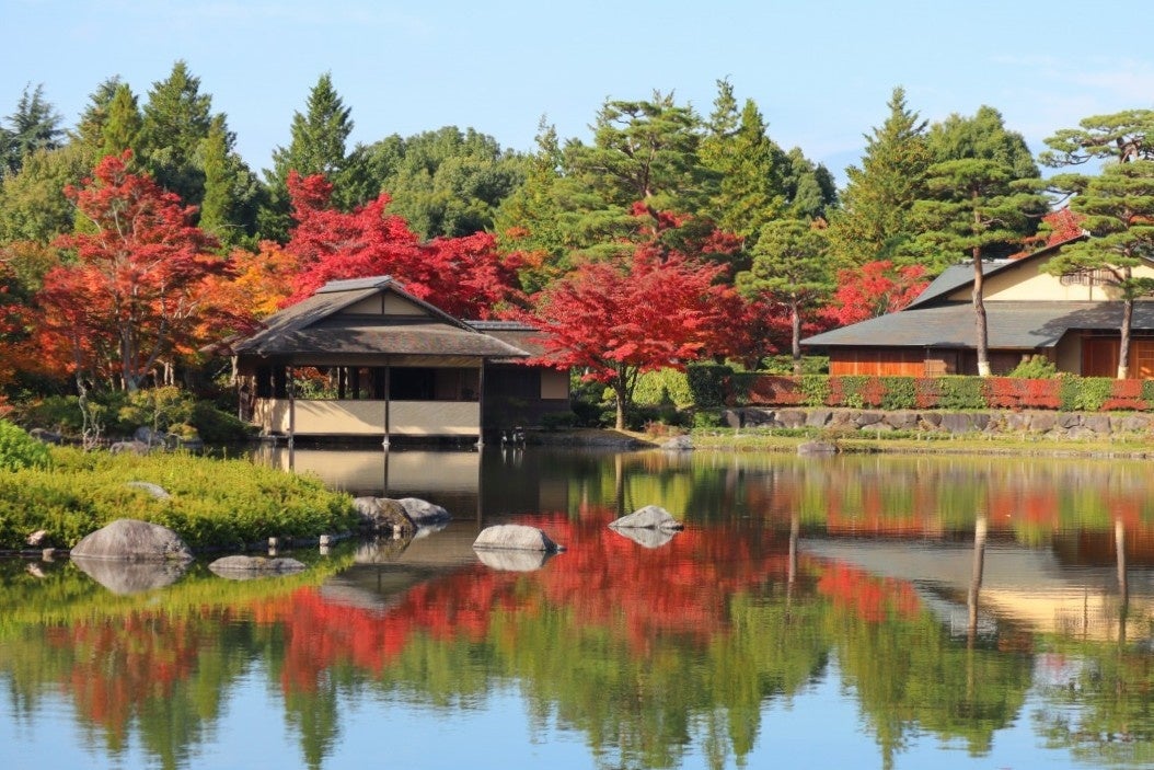東京昭和記念公園黃葉紅葉祭10/29登場 銀杏並木夜間點燈獲選「日本夜景遺產」
