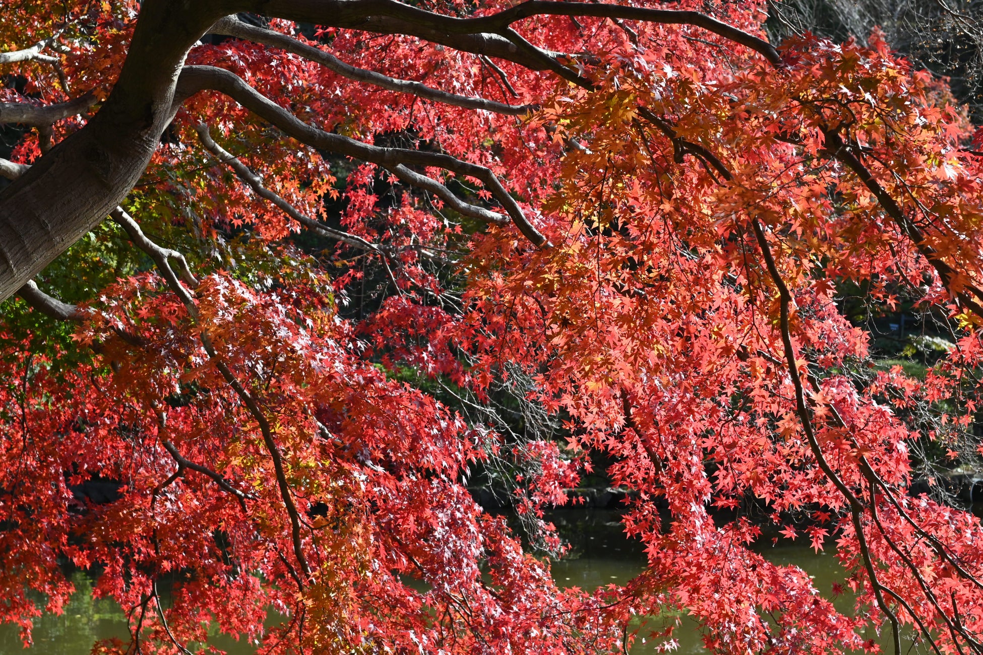 東京町田藥師池公園紅葉祭 11/14起夜間點燈加人工雲海,開園延長到晚上8點