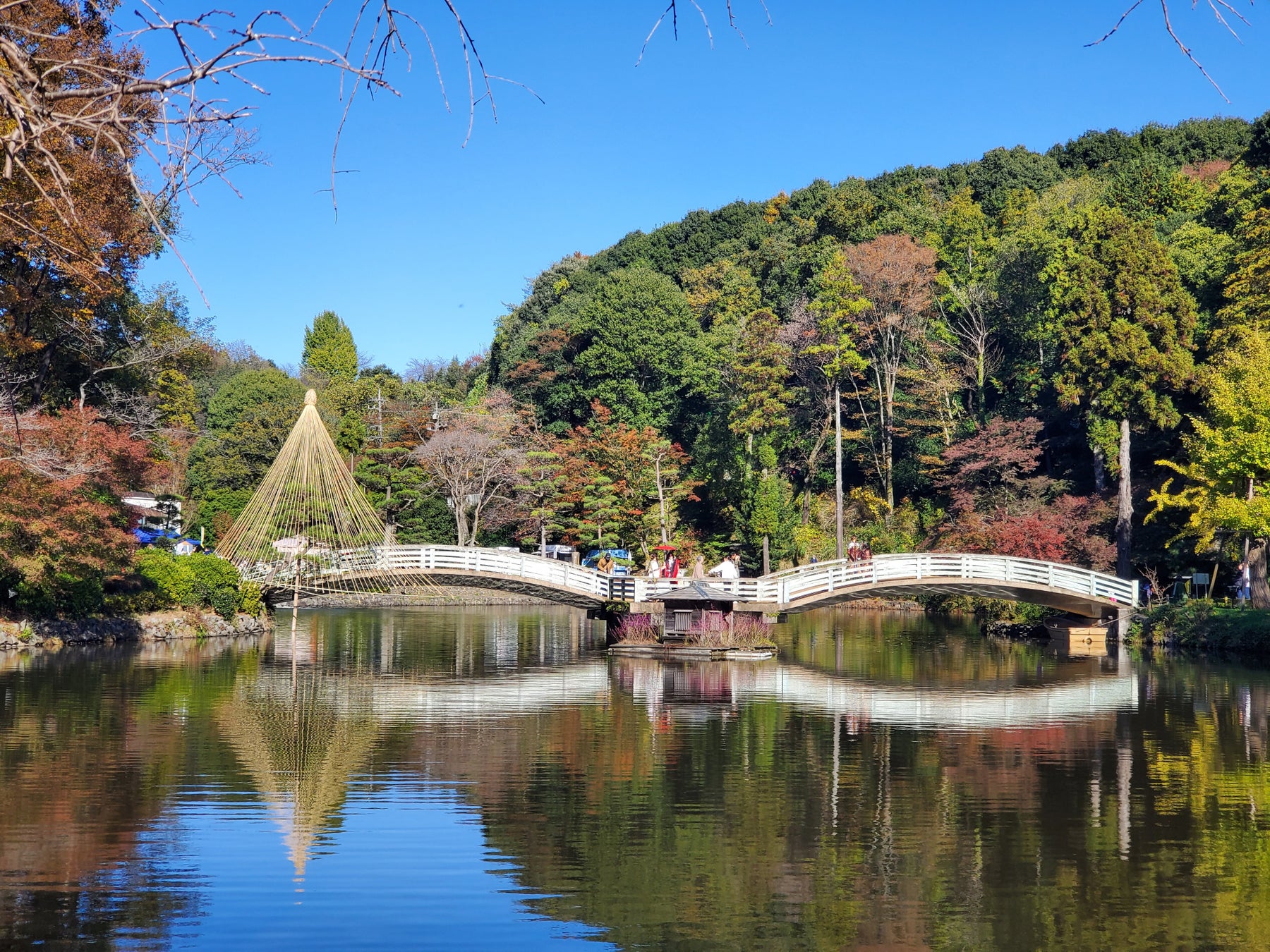 東京町田藥師池公園紅葉祭 11/14起夜間點燈加人工雲海,開園延長到晚上8點