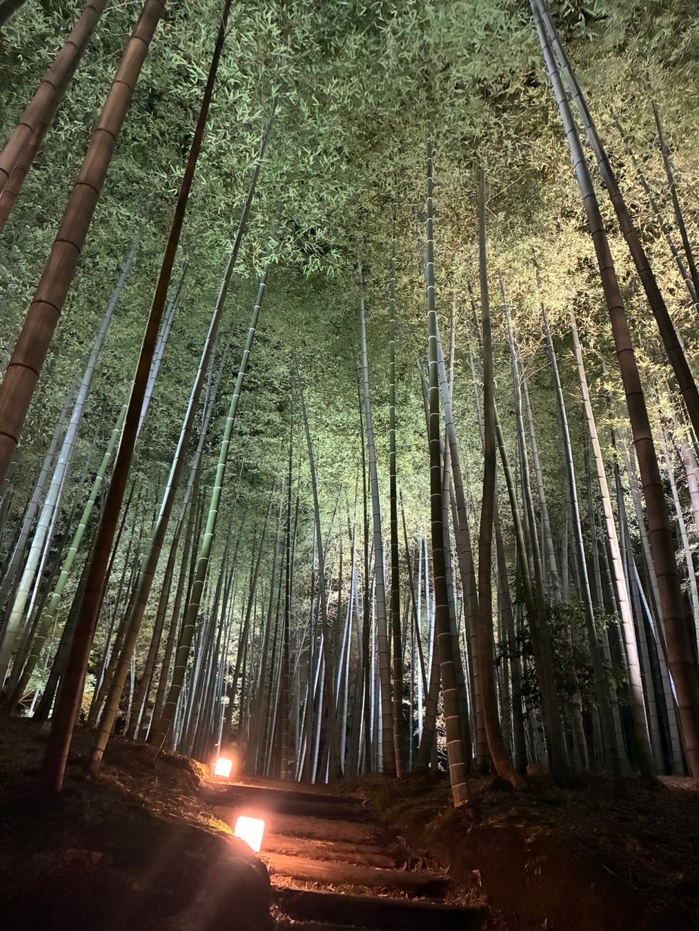 京都高台寺秋季夜間特別參拜10/23起 新作光雕「桃山繚亂」點亮波心庭