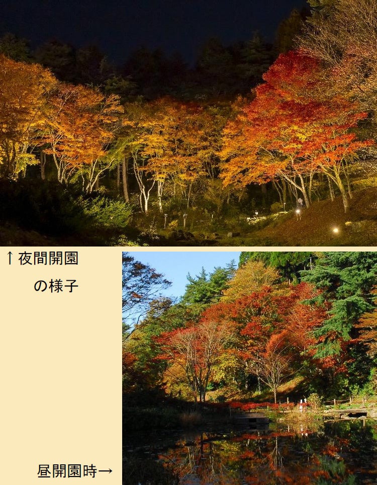 神戶六甲高山植物園紅葉提早見頃 10/31至11/15夜間延長營業