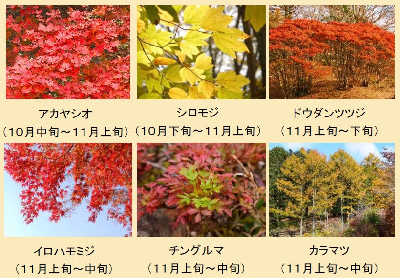 神戶六甲高山植物園紅葉提早見頃 10/31至11/15夜間延長營業
