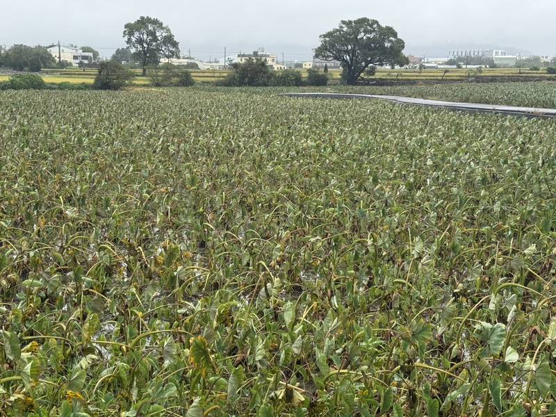 薔琵颱風造成台中農損　中市農業局籲受災農民11/9前申請現金救助及低利貸款