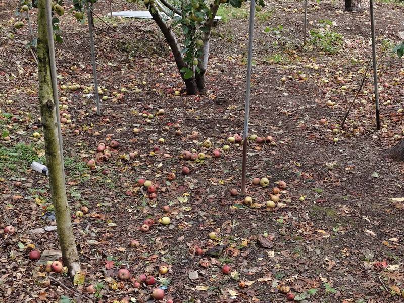 薔琵颱風造成台中農損　中市農業局籲受災農民11/9前申請現金救助及低利貸款