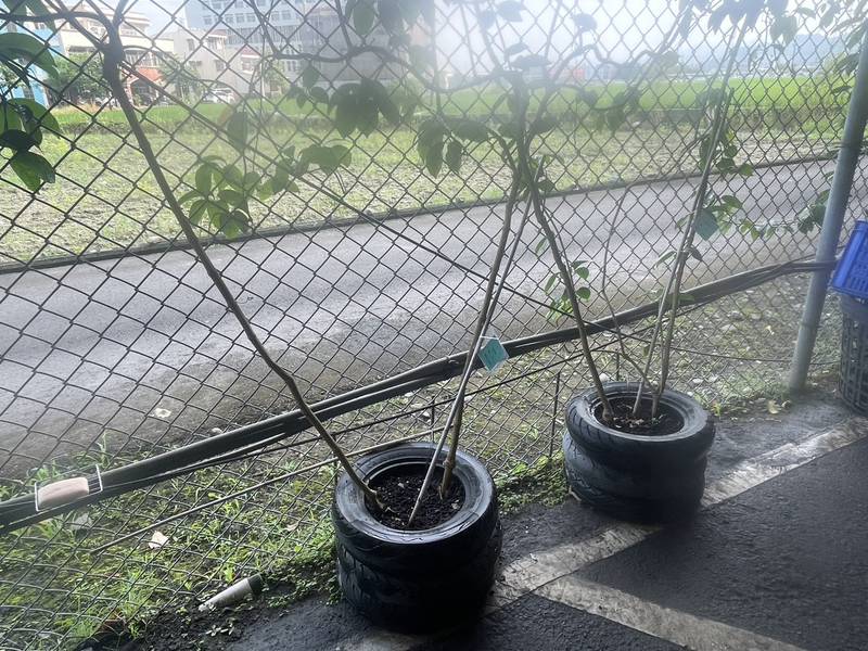 廢棄物變身綠意風景 台中霧峰清潔隊打造橋下永續綠化空間