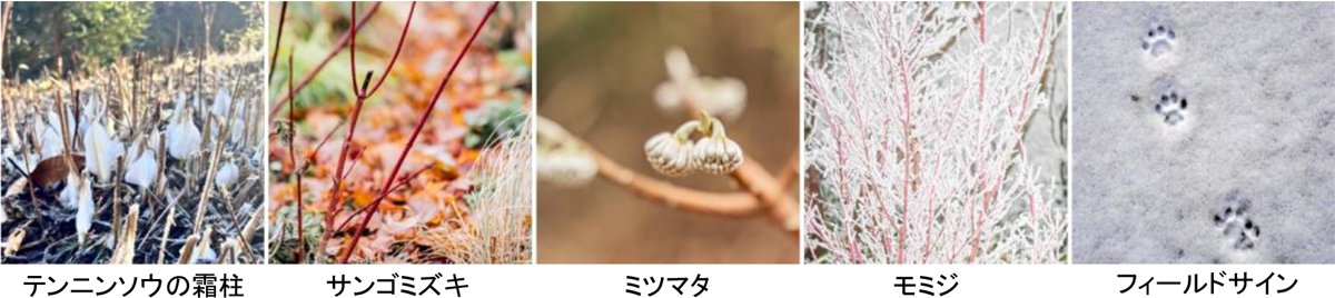 神戶六甲山「SIKI花園冬季」12月1日起　比市區低約5度的雪景、樹屋暖桌