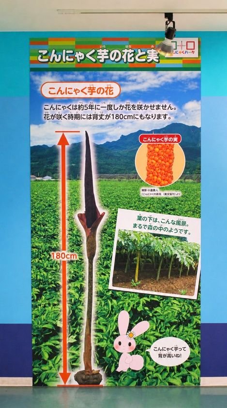 群馬甘樂「蒟蒻公園」新芋祭10月31日起　當季新芋蒟蒻燉煮、生芋玉蒟蒻限定販售