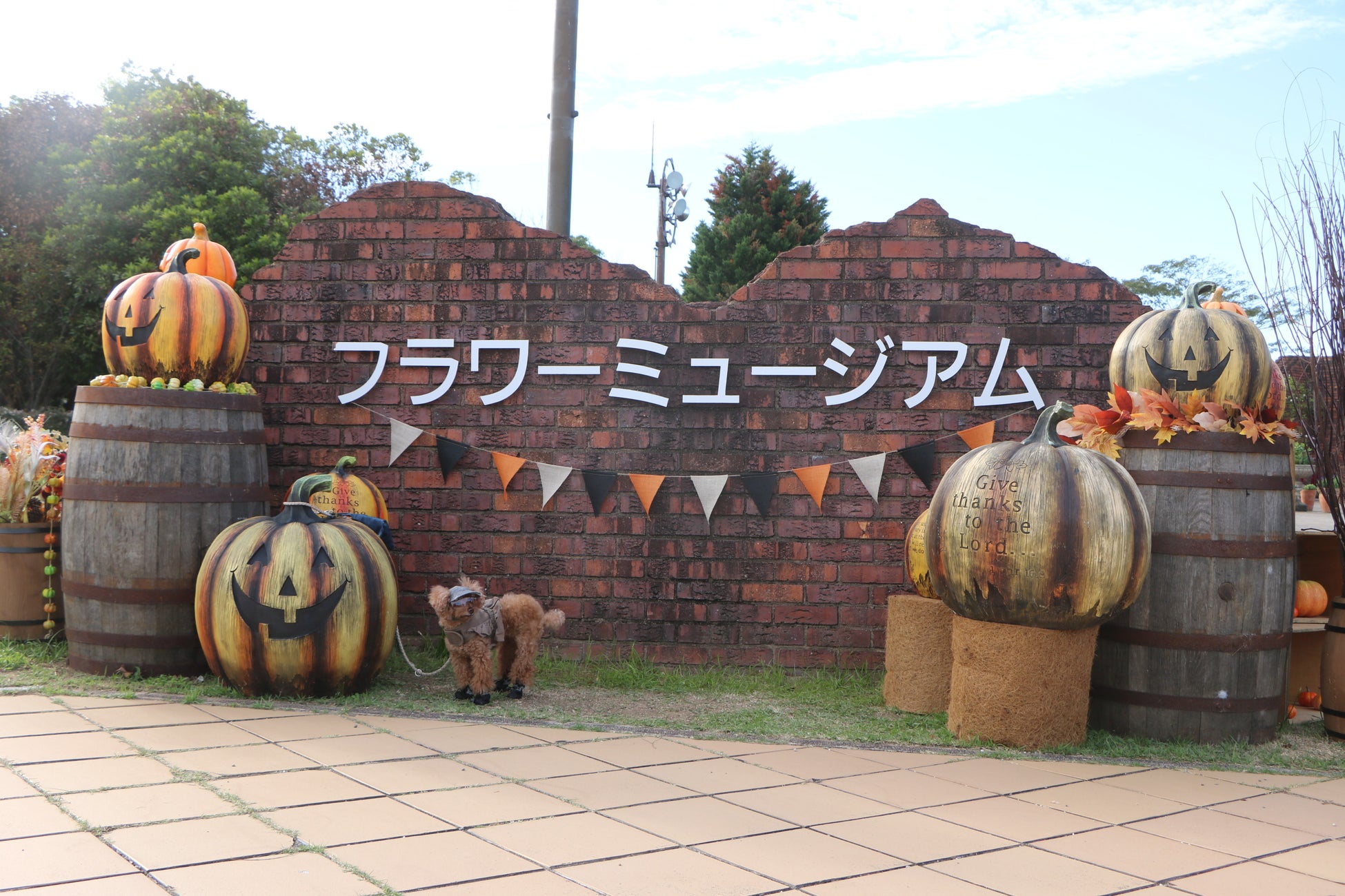 福岡海之中道海濱公園波斯菊花海萬聖節拍照點　到11月15日，免費數位集章
