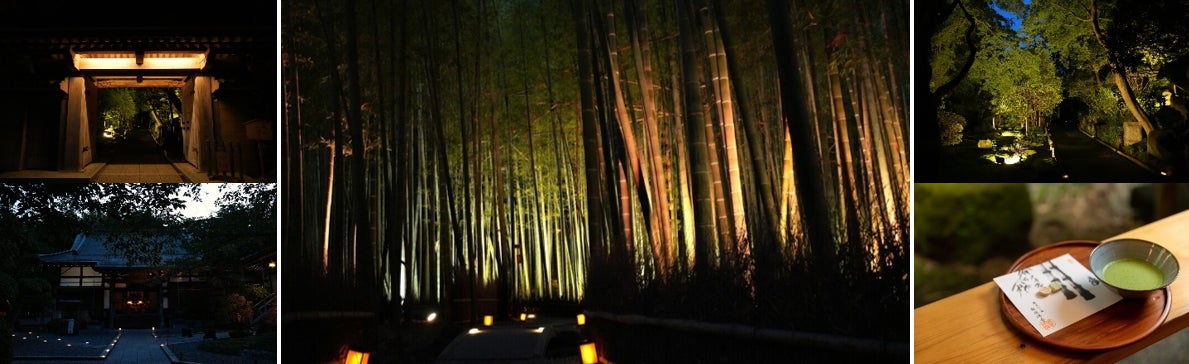 鎌倉「竹寺」報國寺夜間特別參拜11月7日起 每場限80人,抹茶落雁賞竹庭