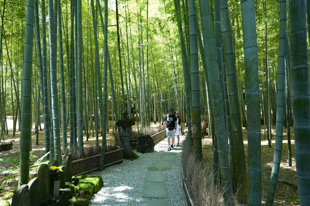 鎌倉「竹寺」報國寺夜間特別參拜11月7日起 每場限80人,抹茶落雁賞竹庭
