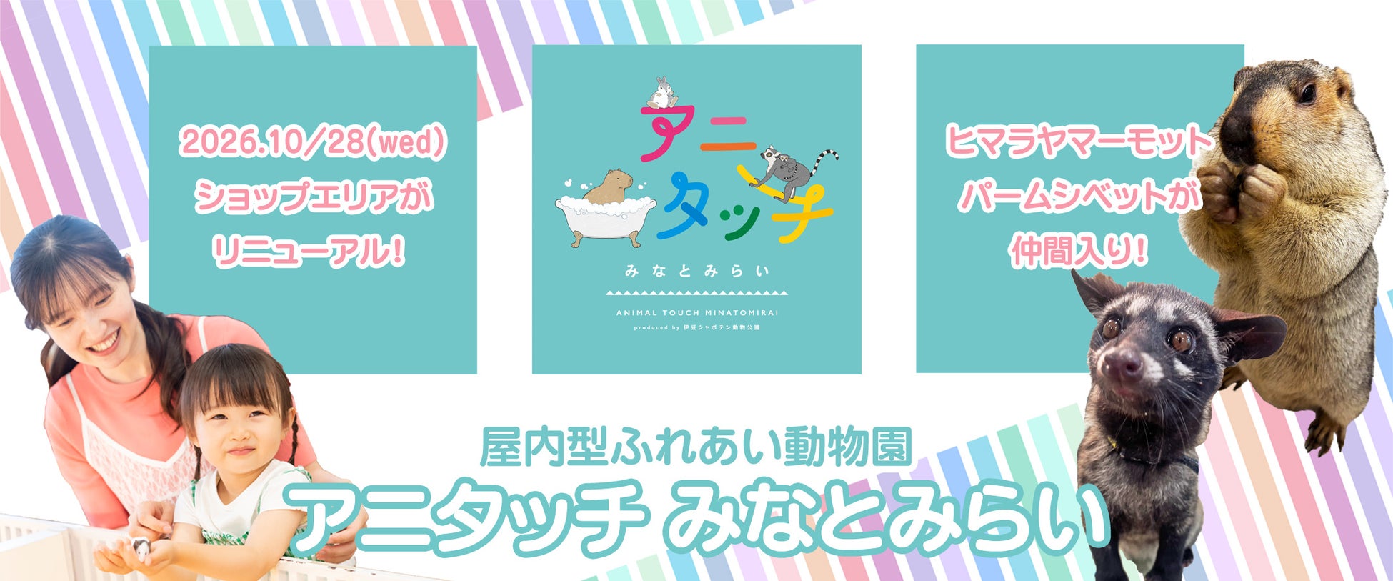 橫濱港未來室內互動動物園「Anitouch」10月28日改裝 喜馬拉雅旱獺、椰子狸首度登場