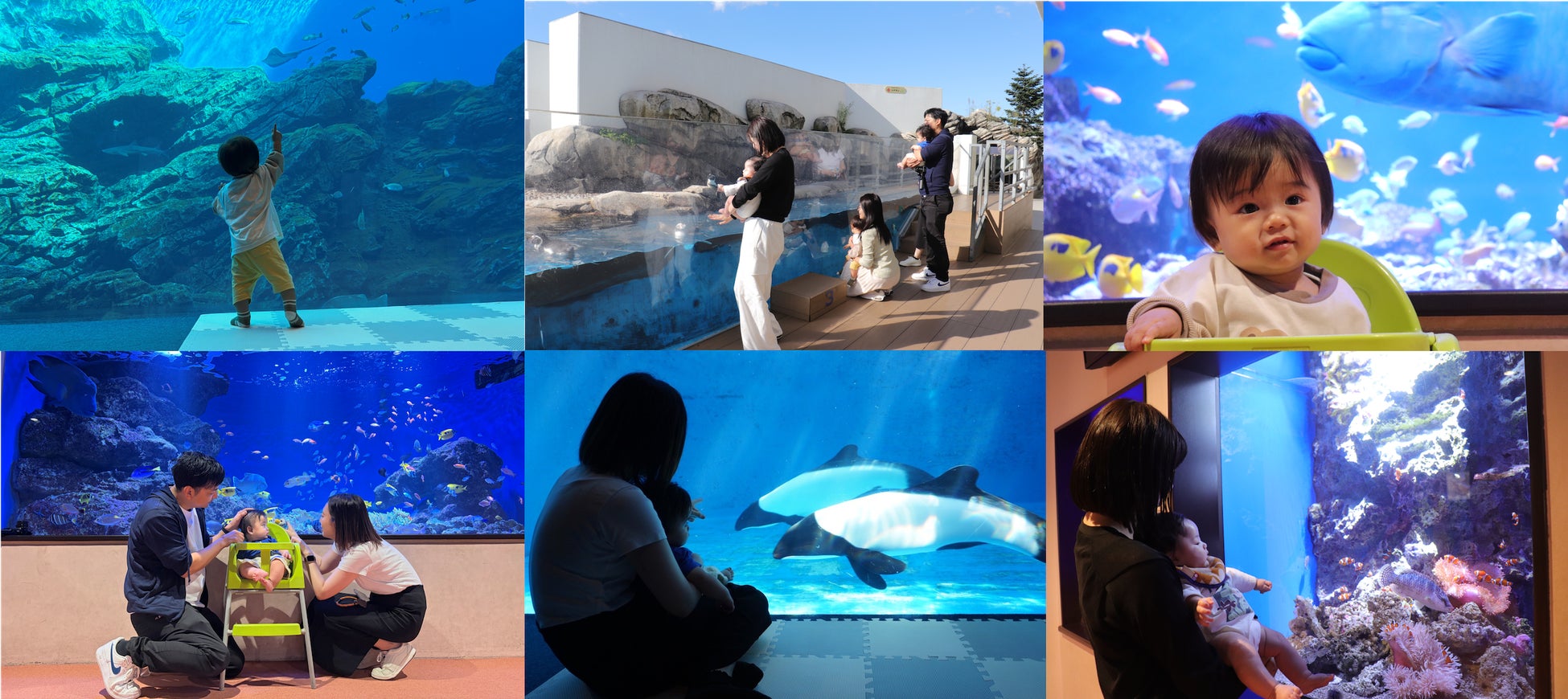 仙台海之杜水族館11月29日「寶寶第一次水族館」　限0至1歲親子提早入館，安靜看大水槽