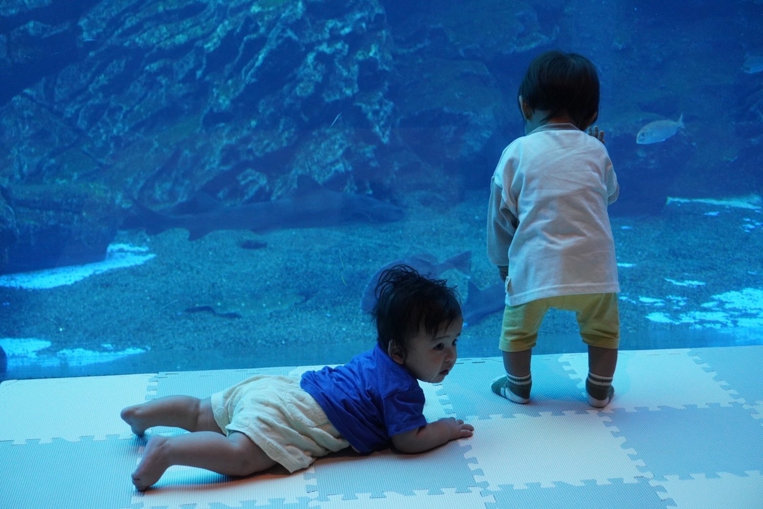 仙台海之杜水族館11月29日「寶寶第一次水族館」　限0至1歲親子提早入館，安靜看大水槽