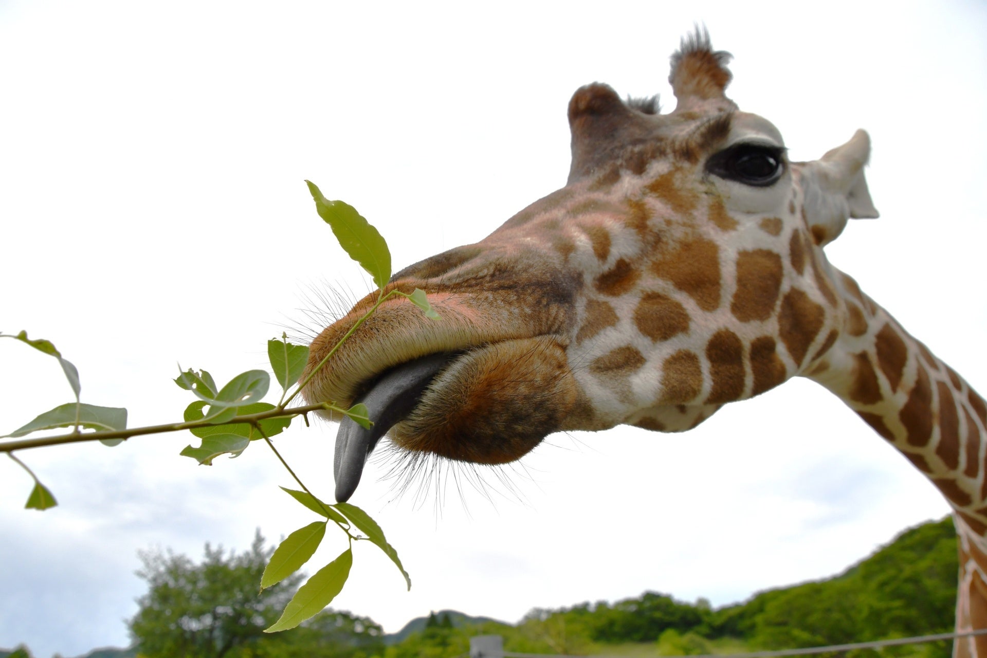 山口秋吉台Safari Land「秘密野生動物之旅」11月14日 JAF會員限定餵長頸鹿、參觀後台