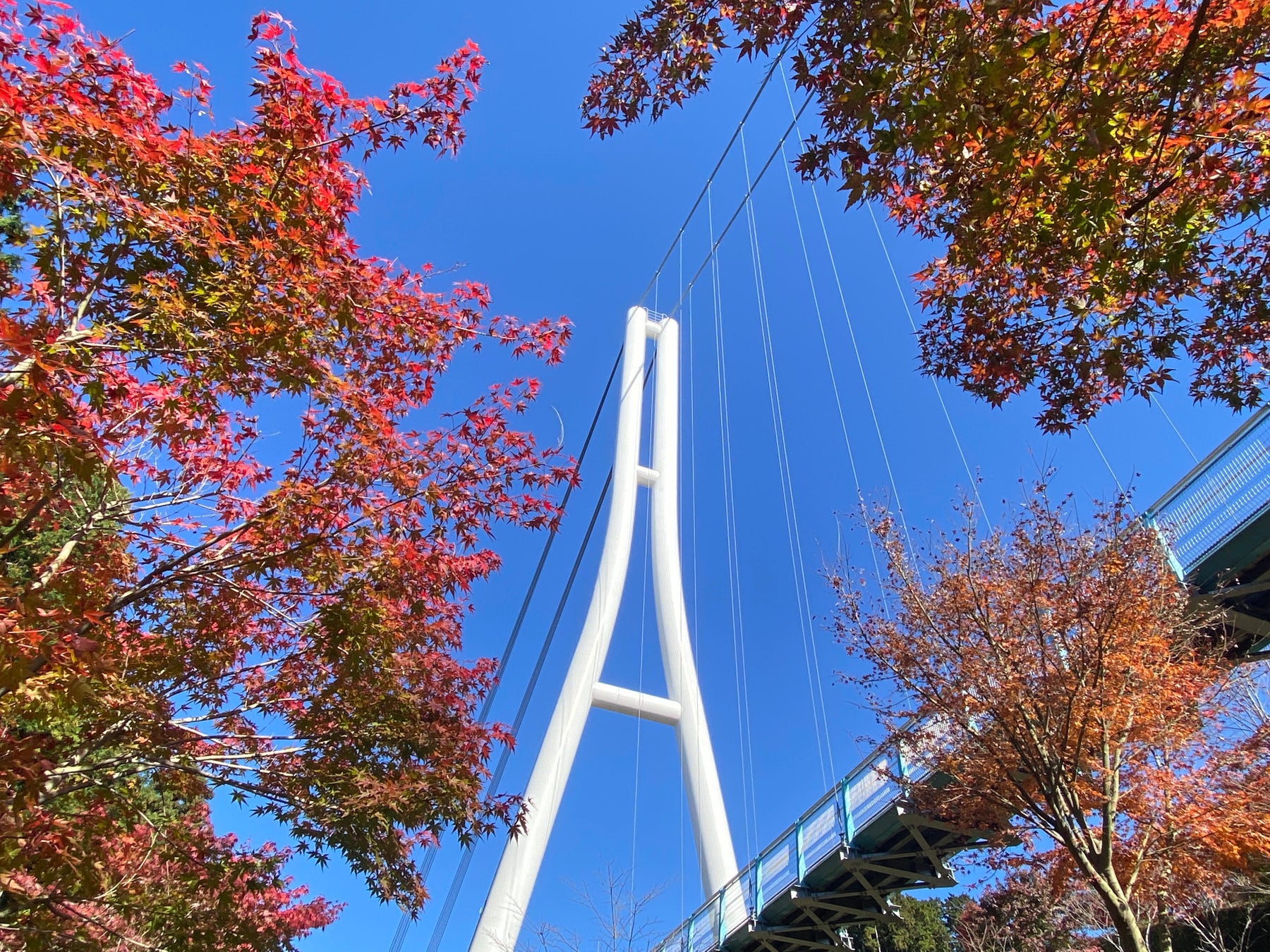 三島Skywalk「空紅葉」11月中旬迎觀賞期　10周年新展望台首度迎秋
