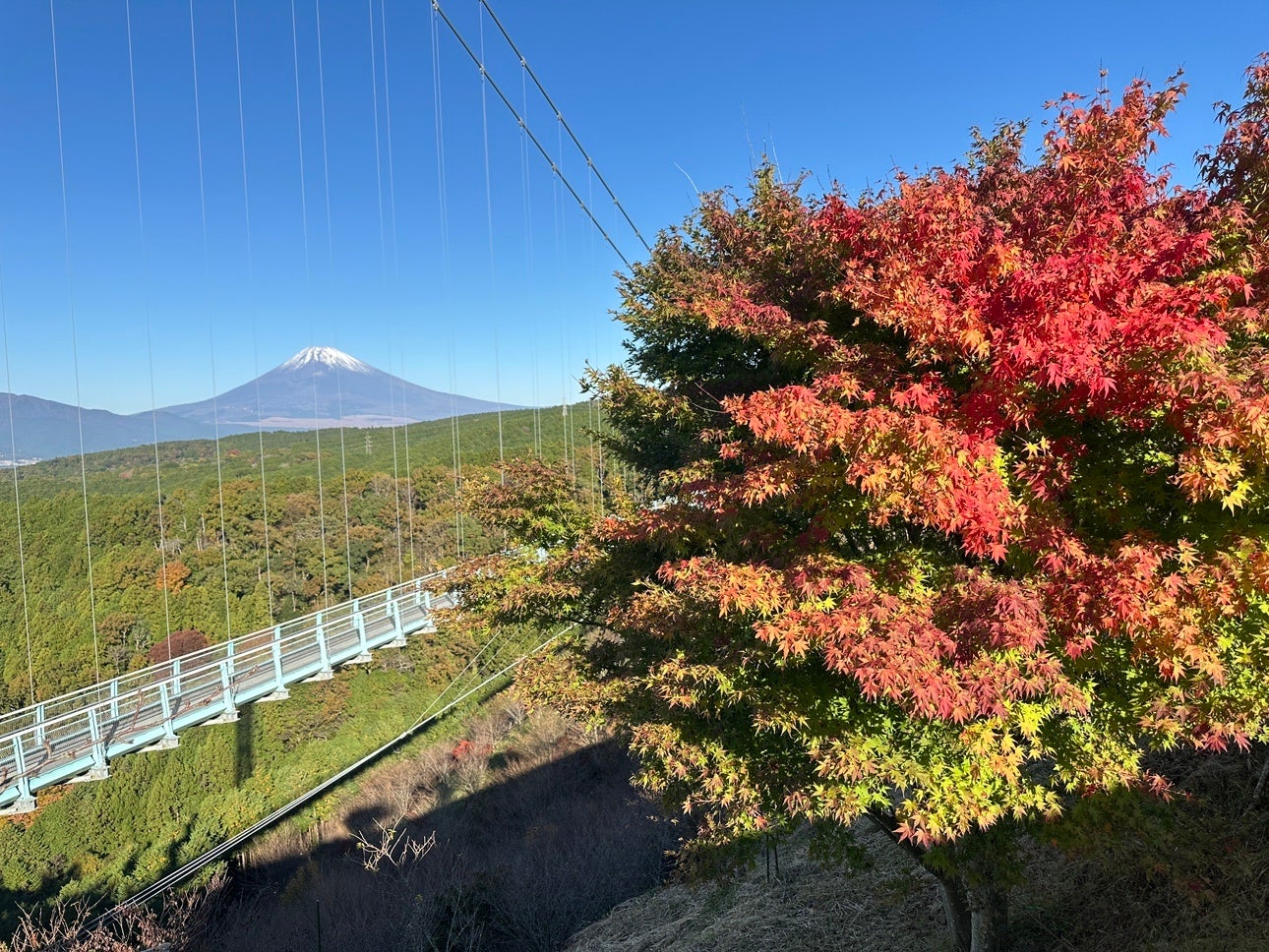 三島Skywalk「空紅葉」11月中旬迎觀賞期　10周年新展望台首度迎秋