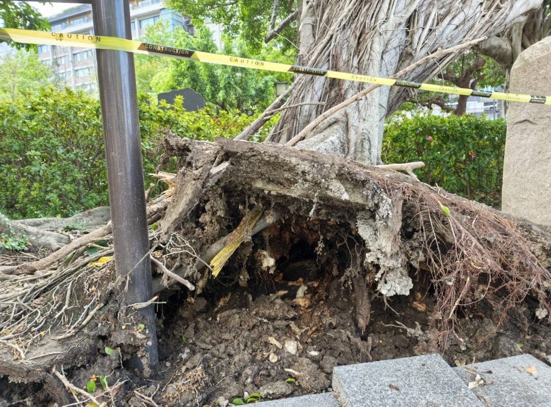 薔琵颱風吹倒北投公園榕樹 主根系斷裂已無生機 10/27移除 現場將告示說明