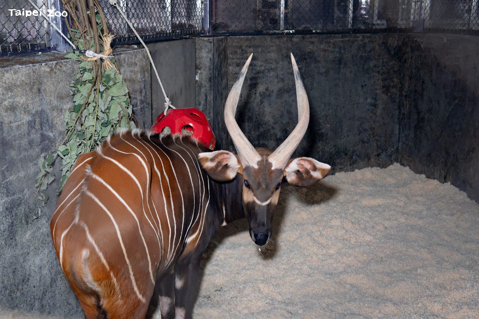 休士頓動物園山地斑哥條紋羚「Harris」10月27日安抵臺北