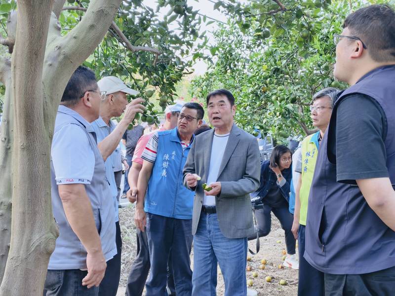 苗栗柑橘受薔琵颱風災損 鍾東錦研議加碼每公頃2萬元落果清理費