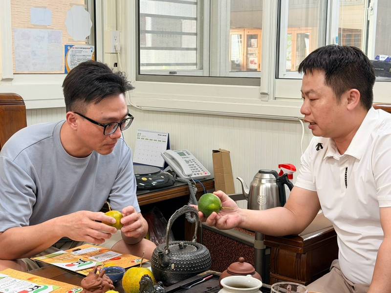 苗栗柑橘還沒熟,加拿大市場買家先來了!