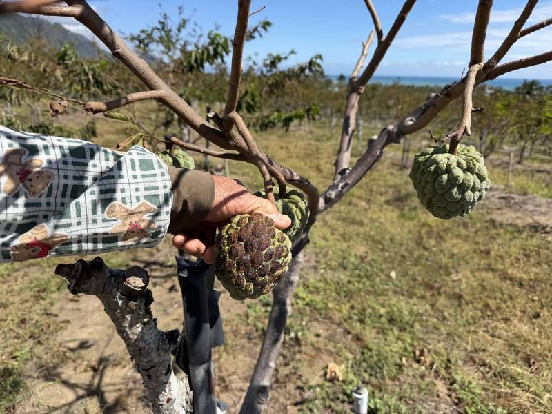 薔琵颱風農損救助10月27日起受理　臺東縣府籲農友把握期限申請