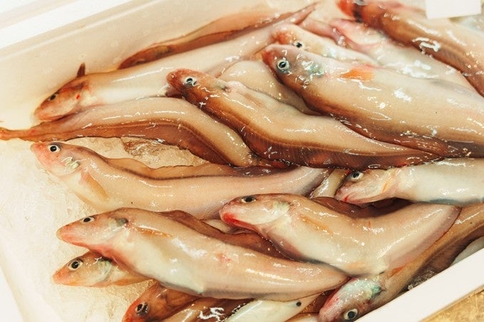 新潟上越「道之驛Umiterasu名立」11月幻魚祭　深海魚天婦羅、魚乾與拉麵