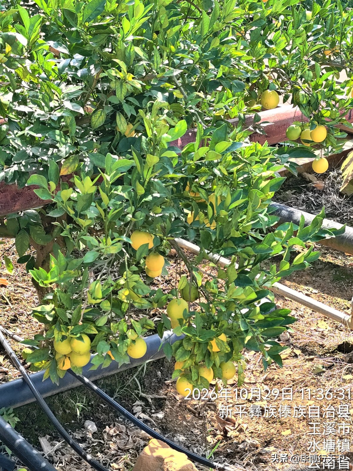 褚橙莊園